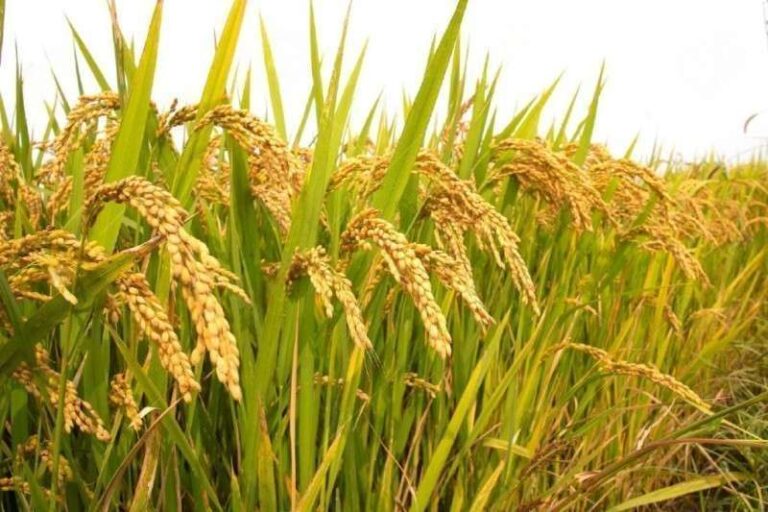 Mơ Thấy Lúa Đánh Con Gì? Những Cặp Số May Mắn Nhất 21 Mo Thay Lua Danh Con Gi Nhung Cap So May Man Nhat