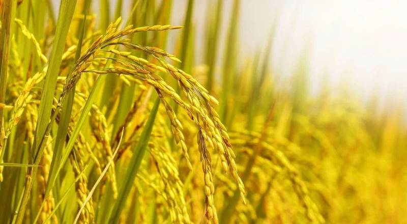 Mơ Thấy Cánh Đồng Đánh Con Gì Để Trúng Lớn? 2 Mơ thấy lúa chín vàng