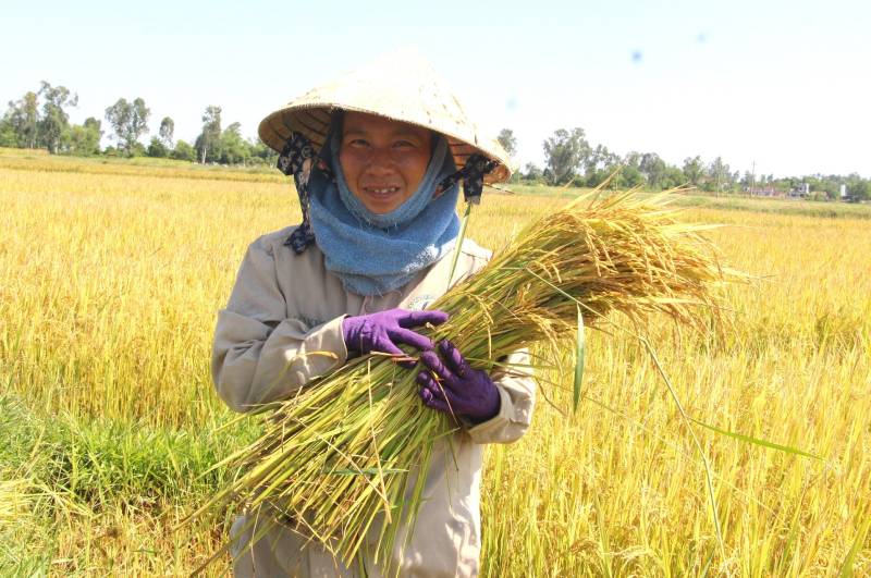 Mơ Thấy Cánh Đồng Đánh Con Gì Để Trúng Lớn? 4 Mơ thấy mình đang gặt lúa